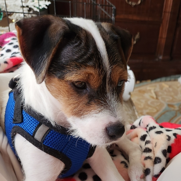 @bethybd LIVE "LIKE" for Notices Of My Shows - Picture 14 of 16